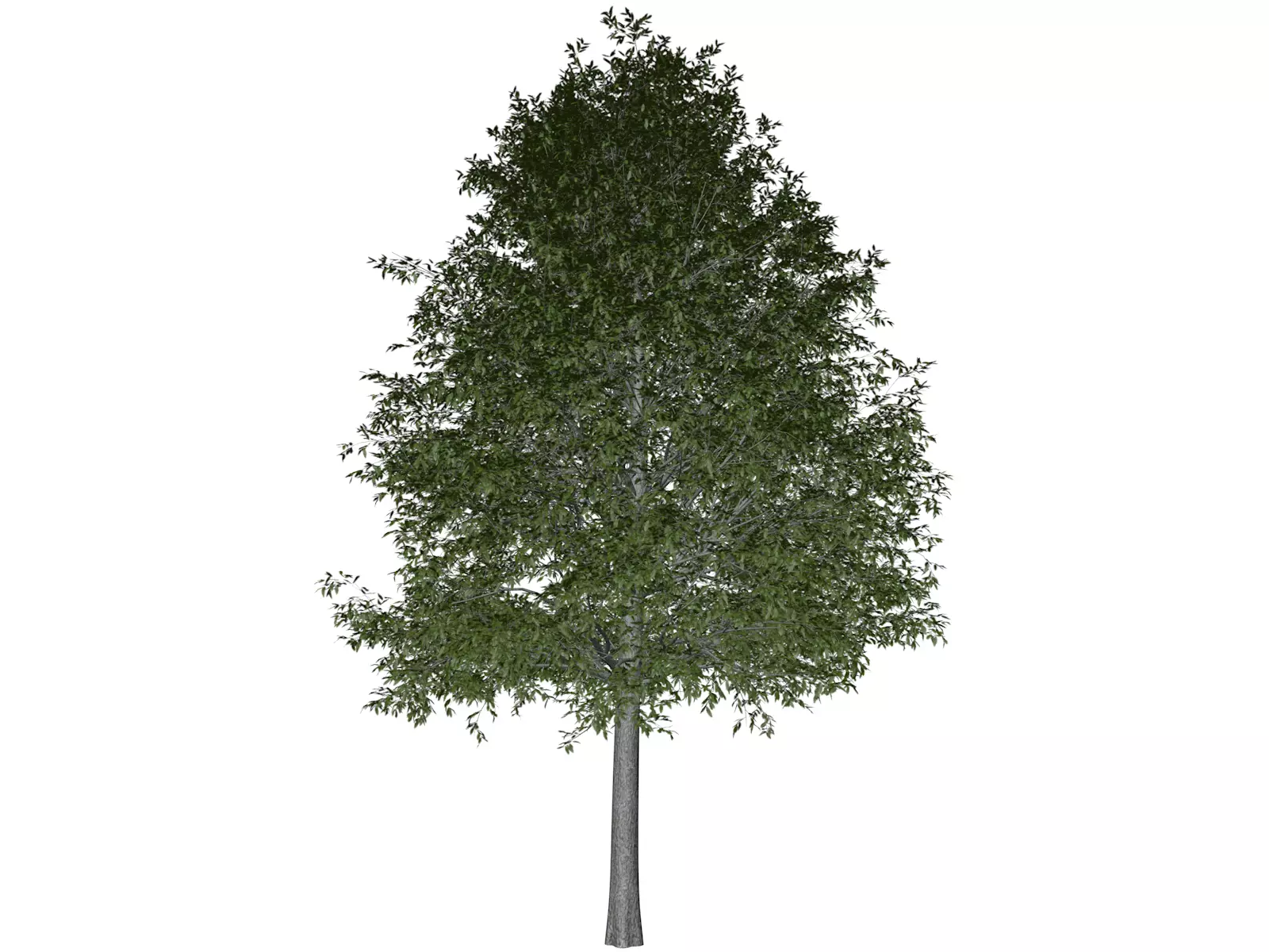 Shingle Oak Tree - 05 - 3D model_0