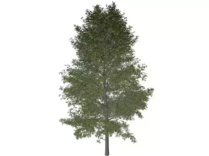 Shingle Oak Tree - 06 - 3D model
