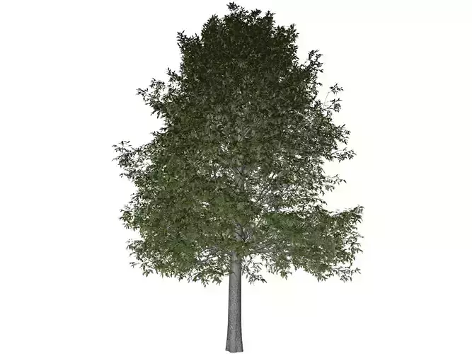 Shingle Oak Tree - 08 -