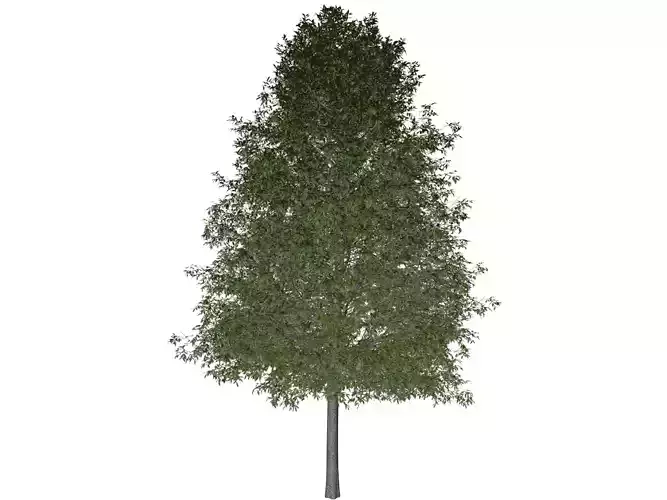 Shingle Oak Tree - 09 -