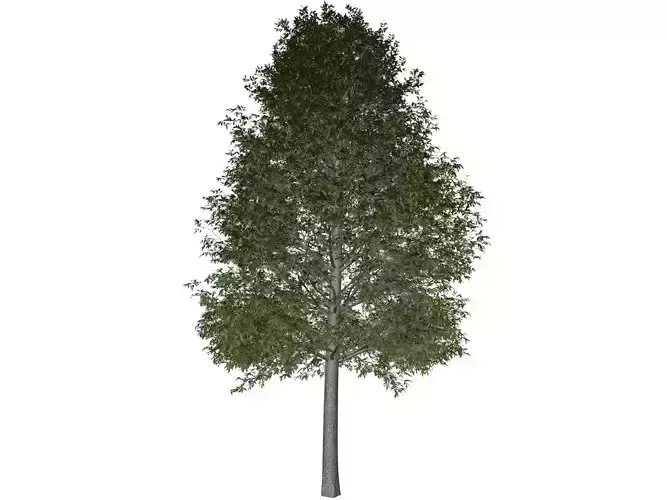 Shingle Oak Tree - 10 -