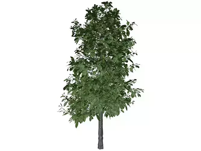 Sourwood Tree - 01 -