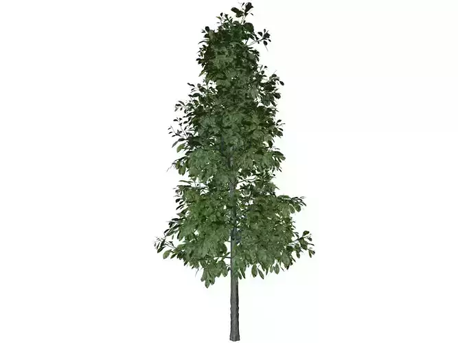 Sourwood Tree - 03 -