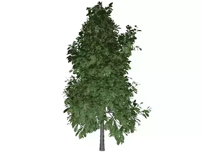 Sourwood Tree - 04 -