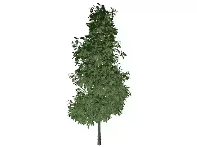 Sourwood Tree - 05 -