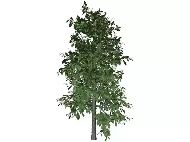 Sourwood Tree - 06 -