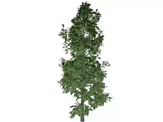 Sourwood Tree - 07 -