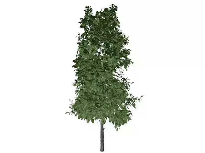 Sourwood Tree - 08 -