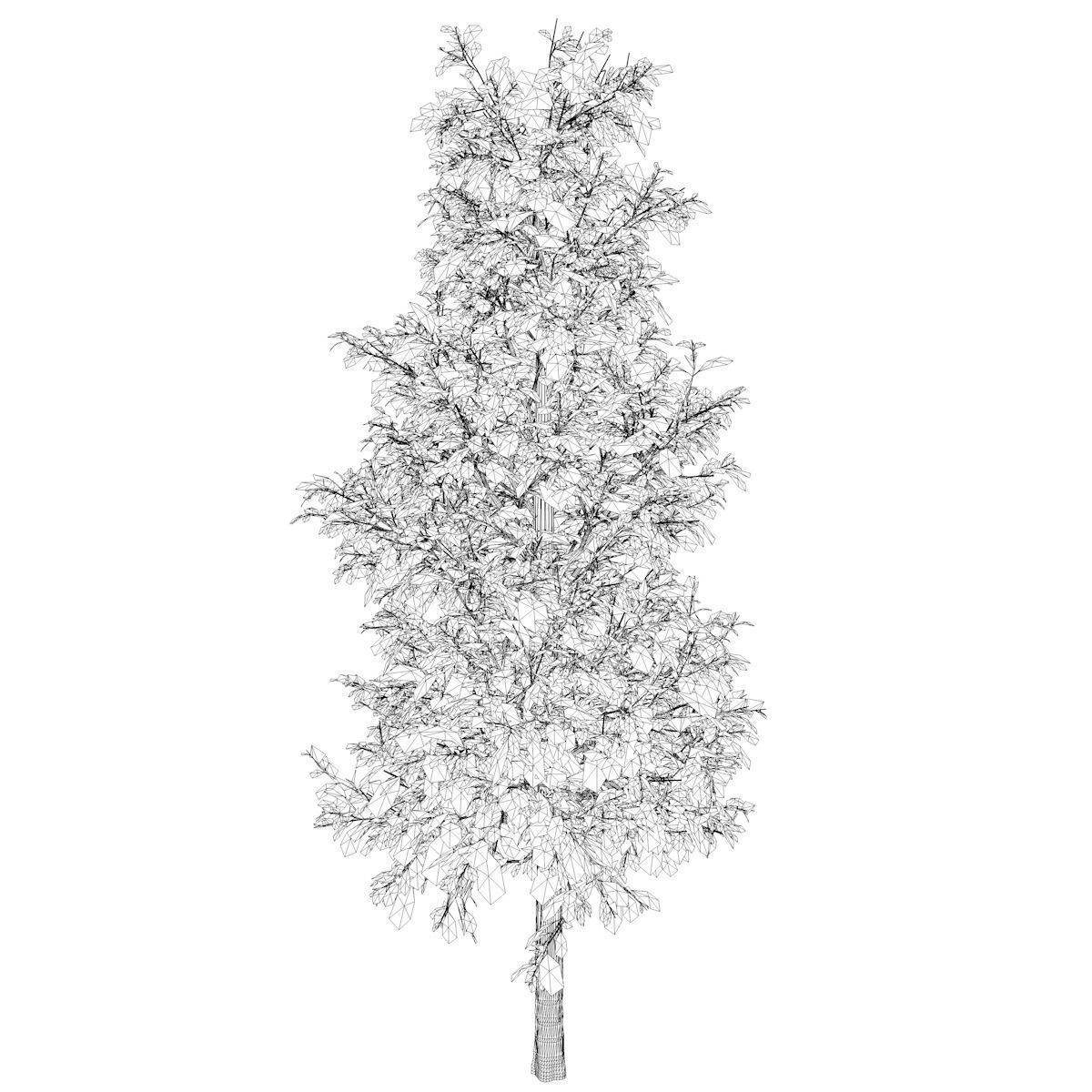 Sourwood Tree - 09 - 3D model_2