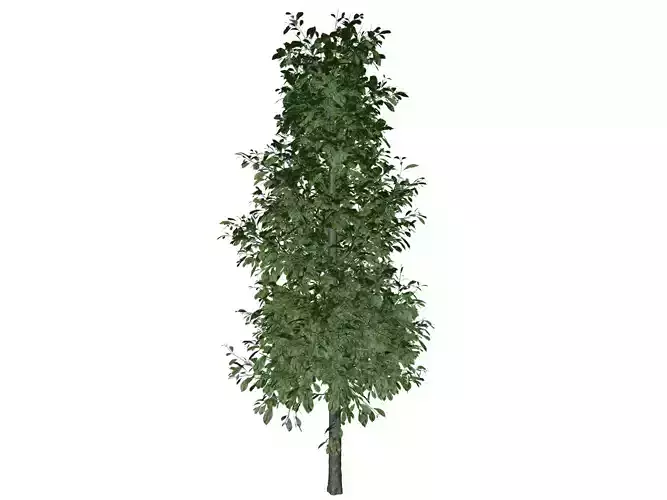 Sourwood Tree - 09 -