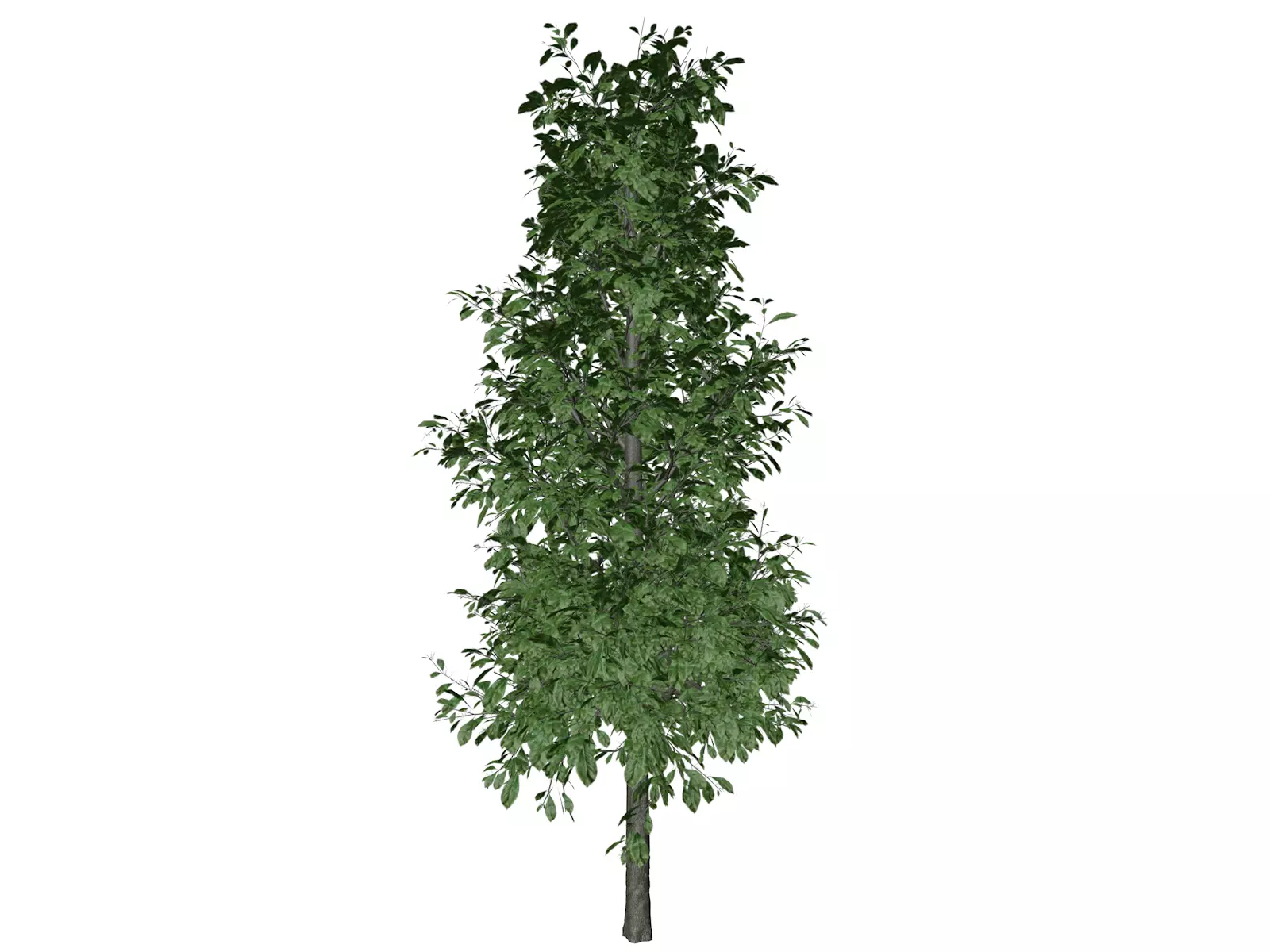 Sourwood Tree - 09 - 3D model_0