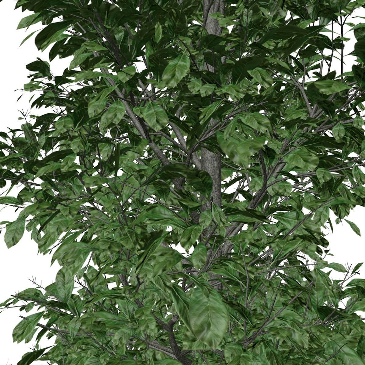 Sourwood Tree - 09 - 3D model_3