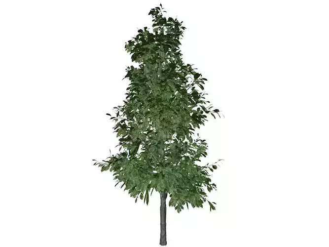 Sourwood Tree - 10 -