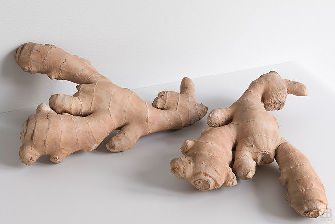 Ginger 3D model