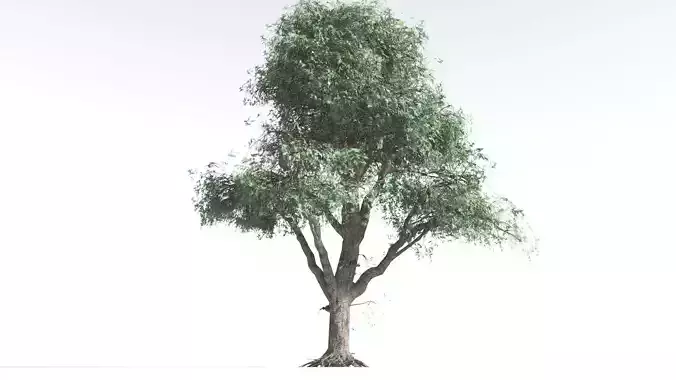 EVERYPlant Kauri Pine LowPoly 4 --16 Models-- Low-poly 3D model
