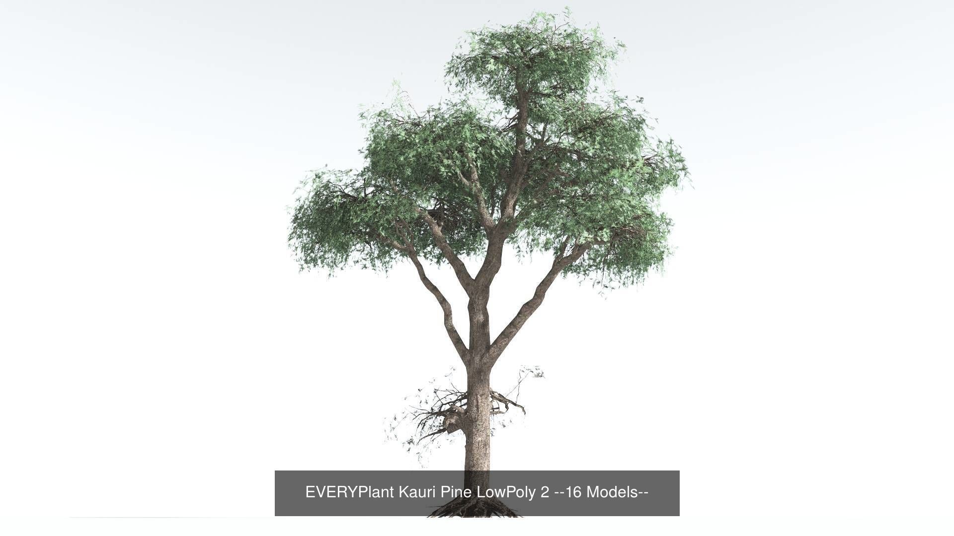 EVERYPlant Kauri Pine LowPoly Bundle --64 Models-- 3D Model Collection_2