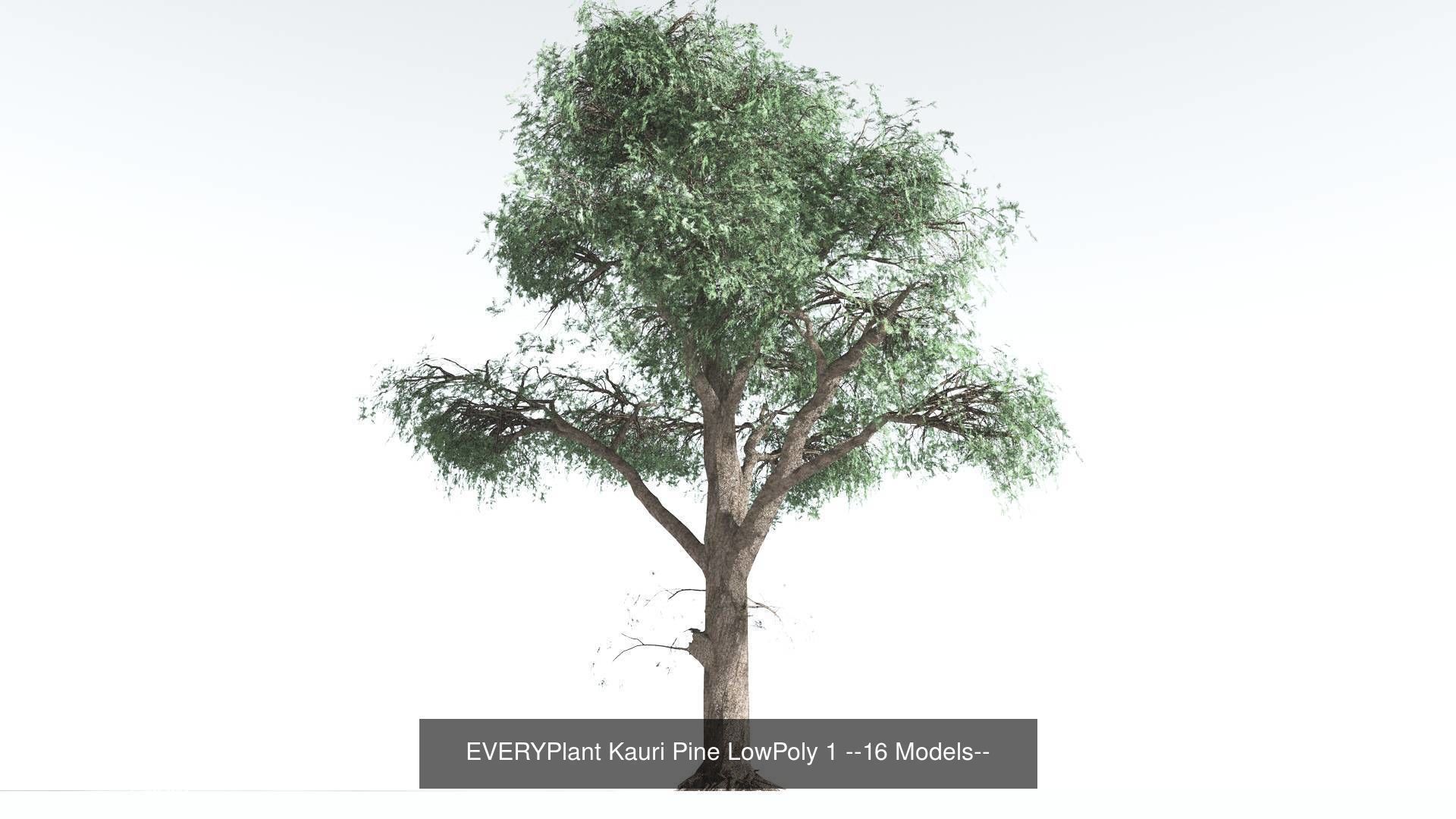 EVERYPlant Kauri Pine LowPoly Bundle --64 Models-- 3D Model Collection_1