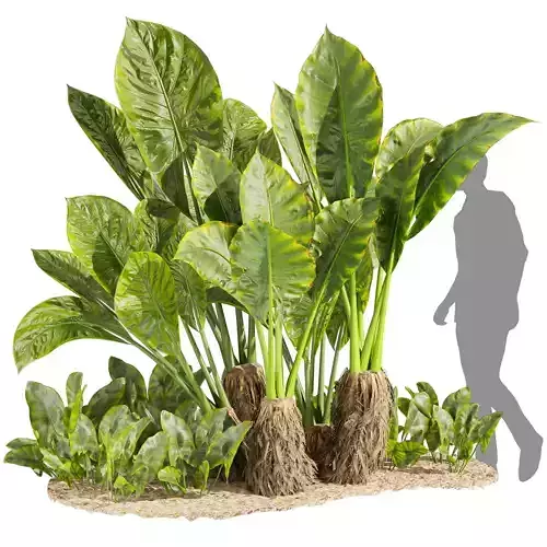  Collection plant vol 555 - Alocasia 