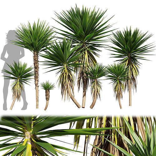  Collection plant vol 556 -  Spineless - Yucca - palm - outdoor 3D model