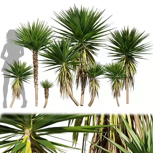  Collection plant vol 556 -  Spineless - Yucca - palm - outdoor