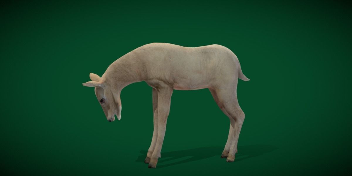 Oryx Gemsbok Calf Antelope Low-poly 3D model_3