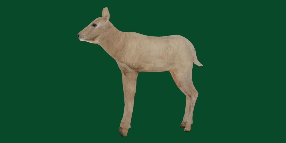 Oryx Gemsbok Calf Antelope Low-poly 3D model_16