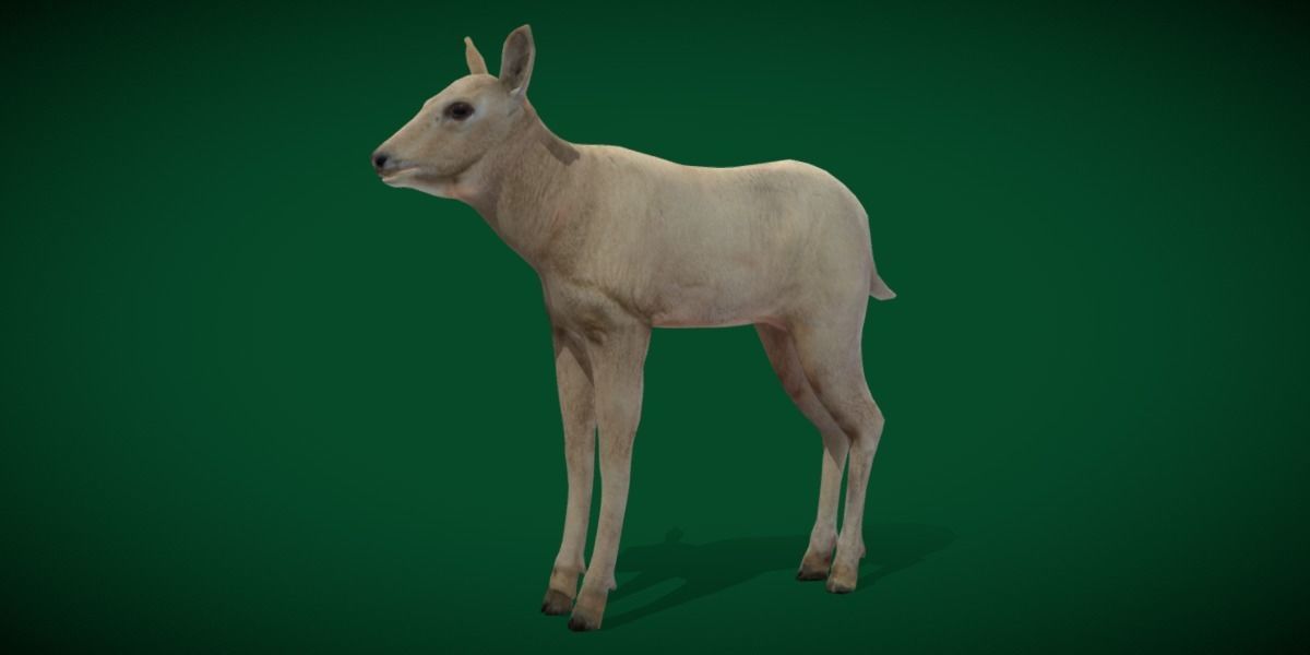 Oryx Gemsbok Calf Antelope Low-poly 3D model_20
