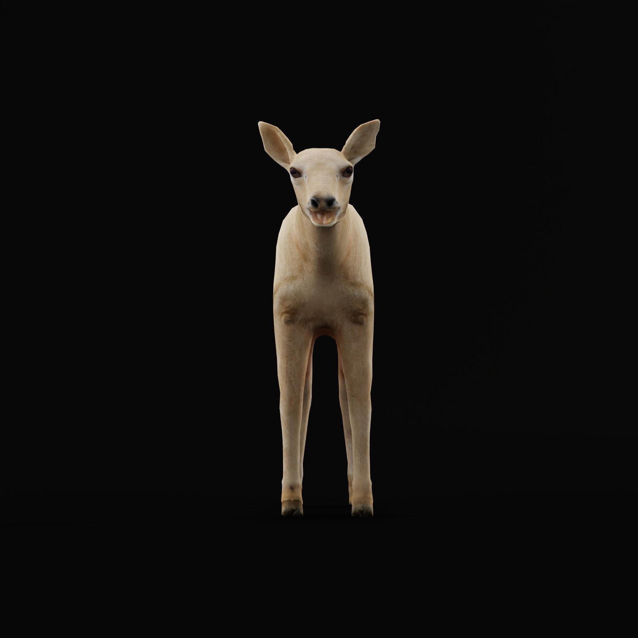 Oryx Gemsbok Calf Antelope Low-poly 3D model_21