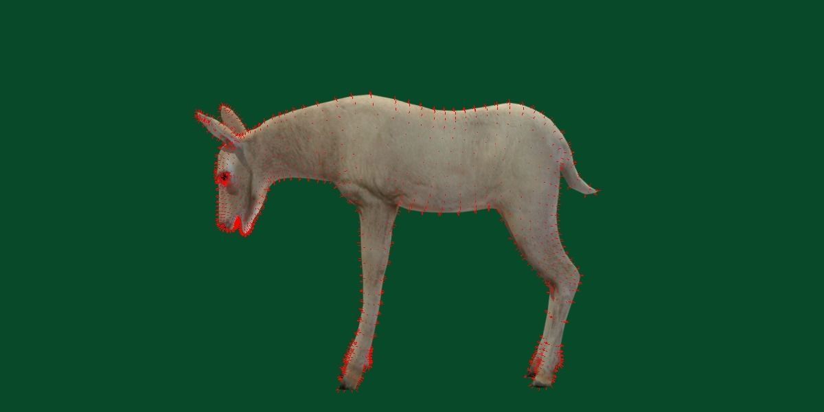 Oryx Gemsbok Calf Antelope Low-poly 3D model_8