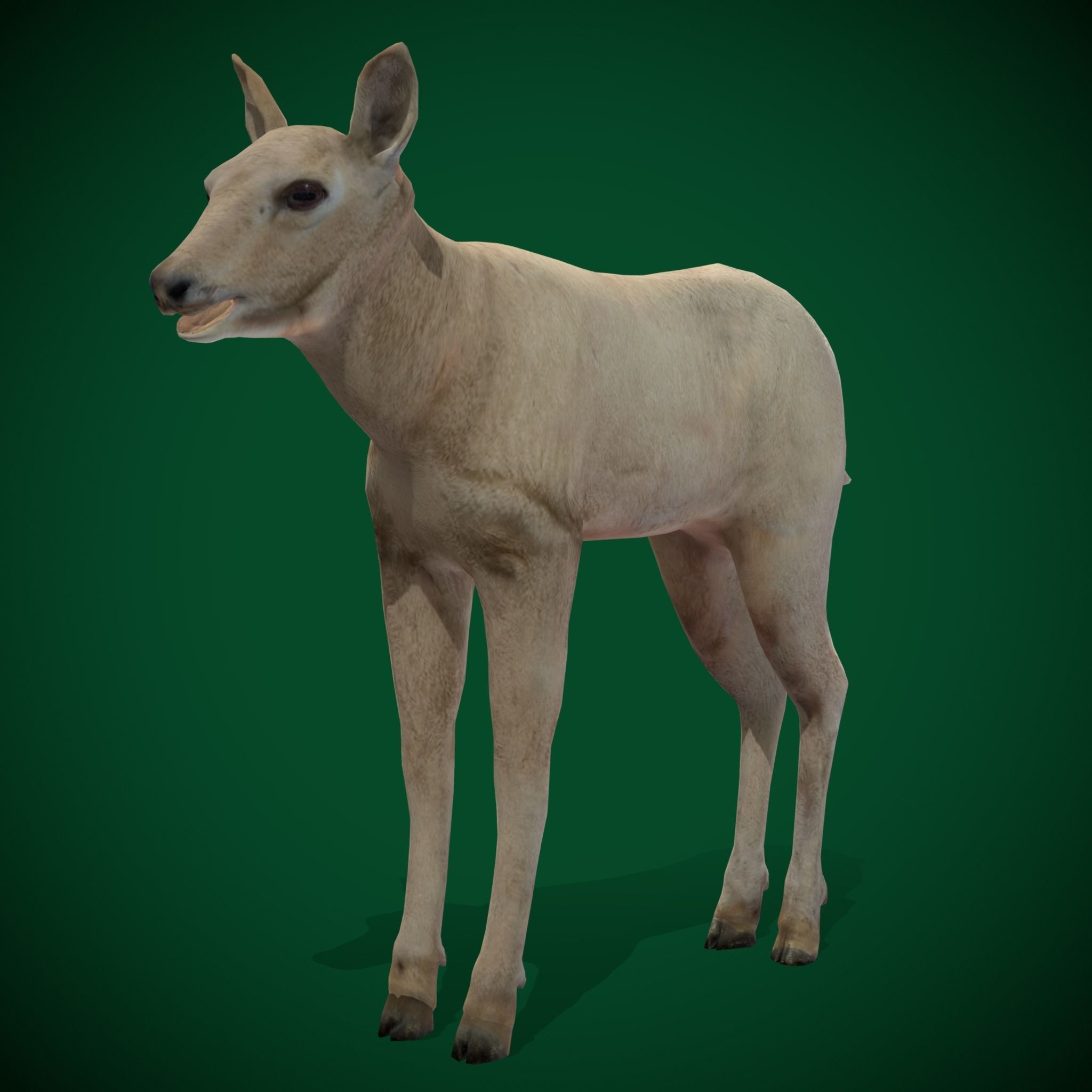 Oryx Gemsbok Calf Antelope Low-poly 3D model_11
