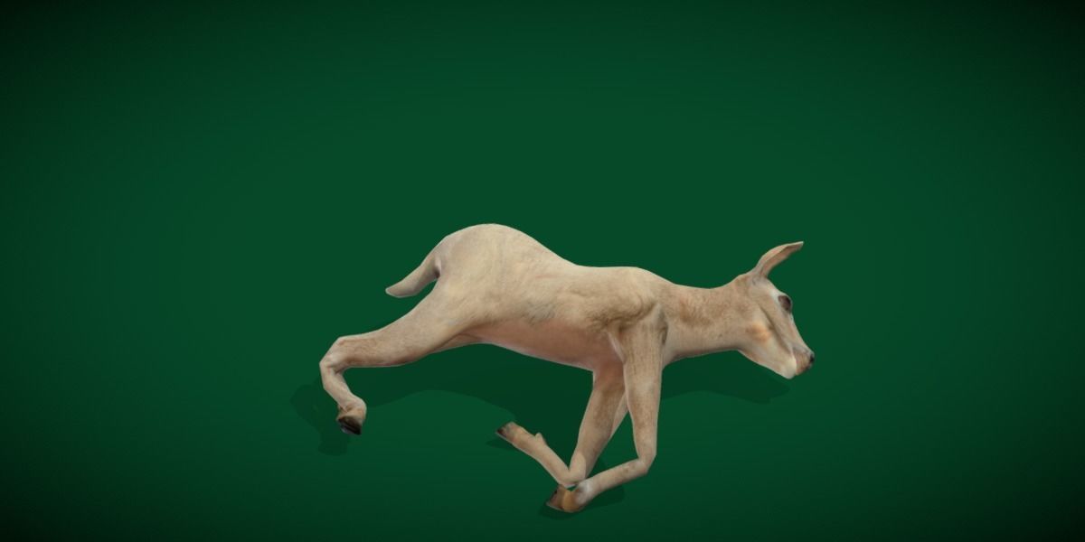 Oryx Gemsbok Calf Antelope Low-poly 3D model_13