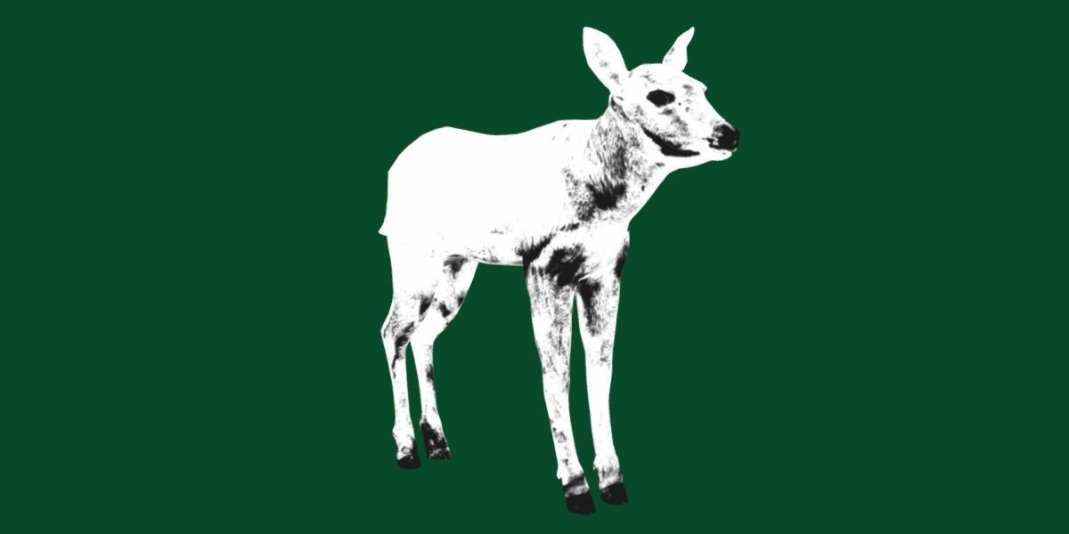 Oryx Gemsbok Calf Antelope Low-poly 3D model_19