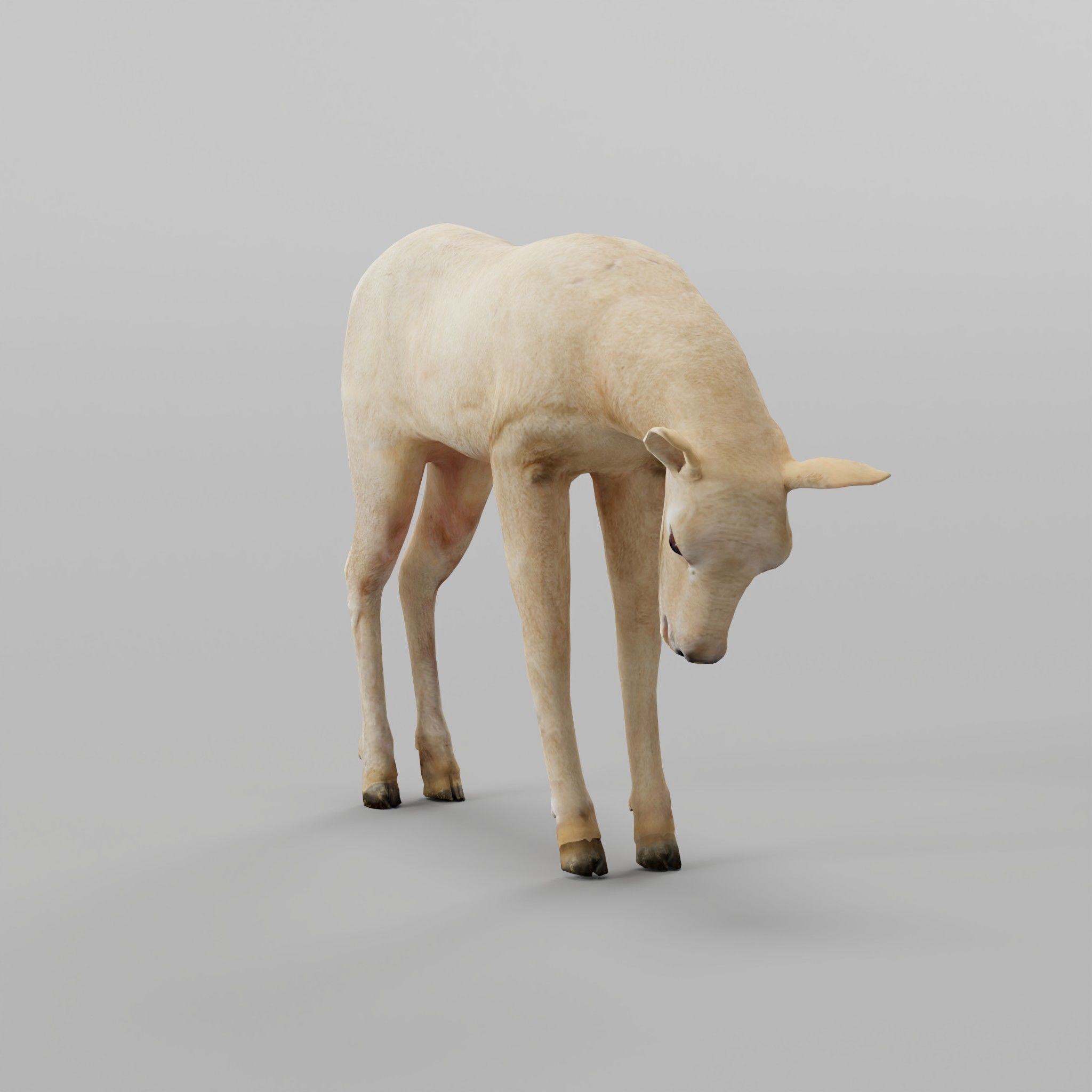 Oryx Gemsbok Calf Antelope Low-poly 3D model_24