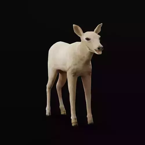 Oryx Gemsbok Calf Antelope