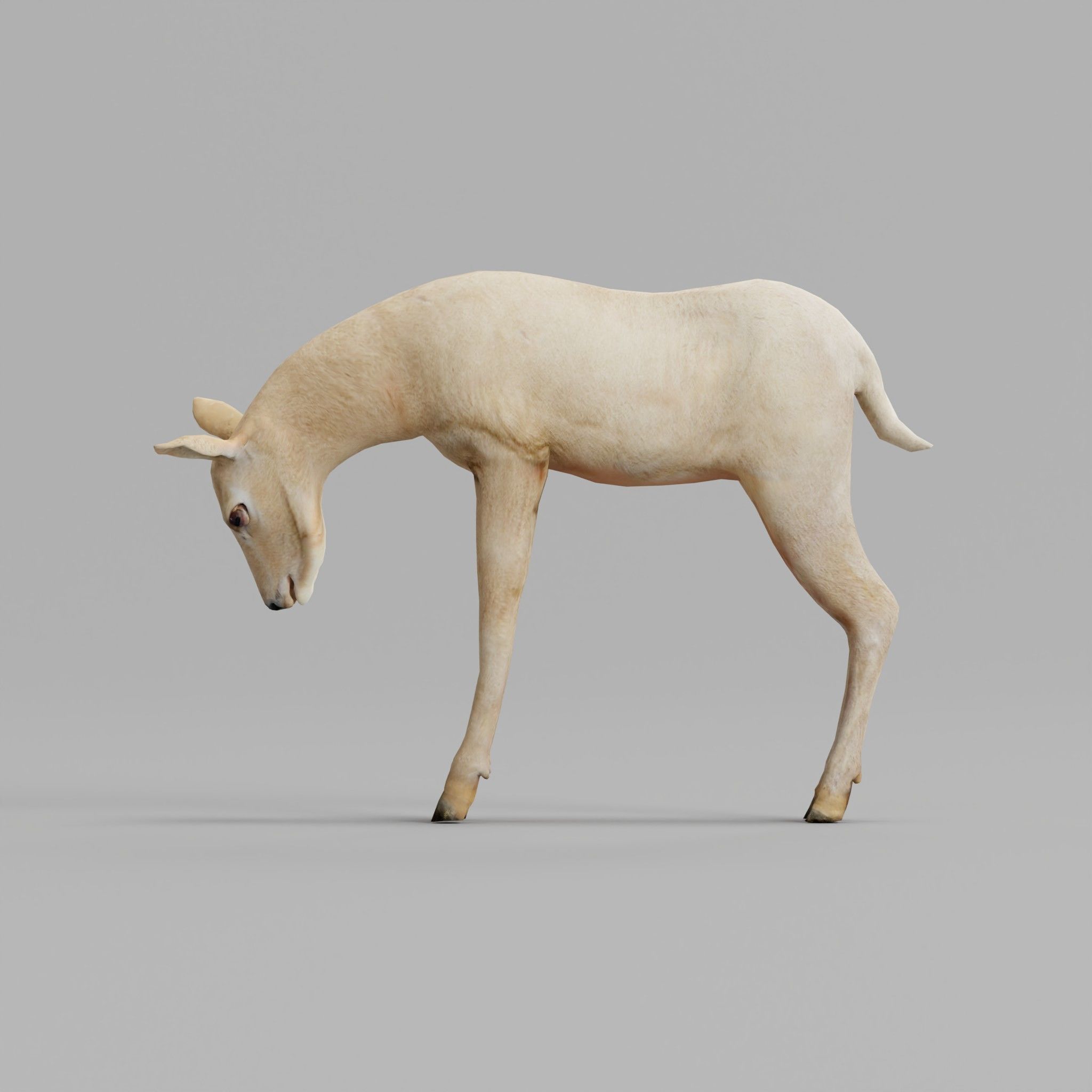 Oryx Gemsbok Calf Antelope Low-poly 3D model_25
