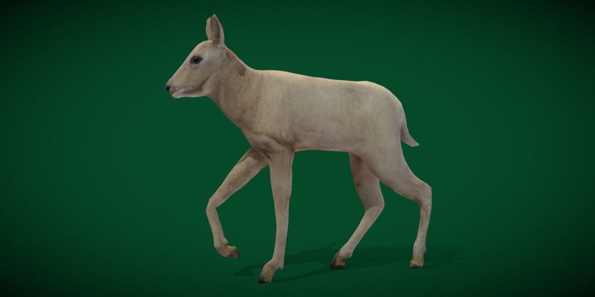 Oryx Gemsbok Calf Antelope Low-poly 3D model_12