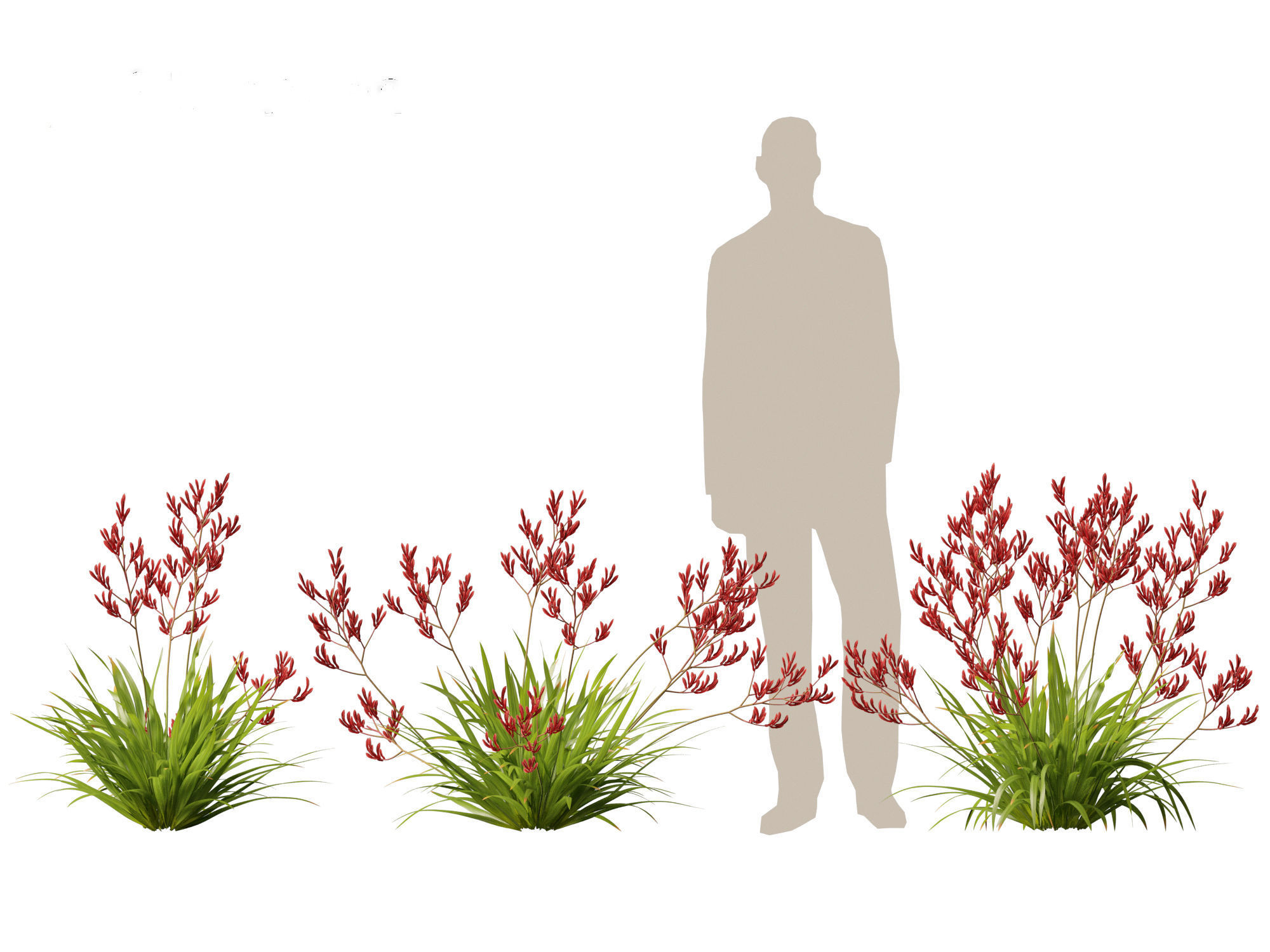 Anigozanthos flavidus - Evergreen kangaroo paw  3D model_3