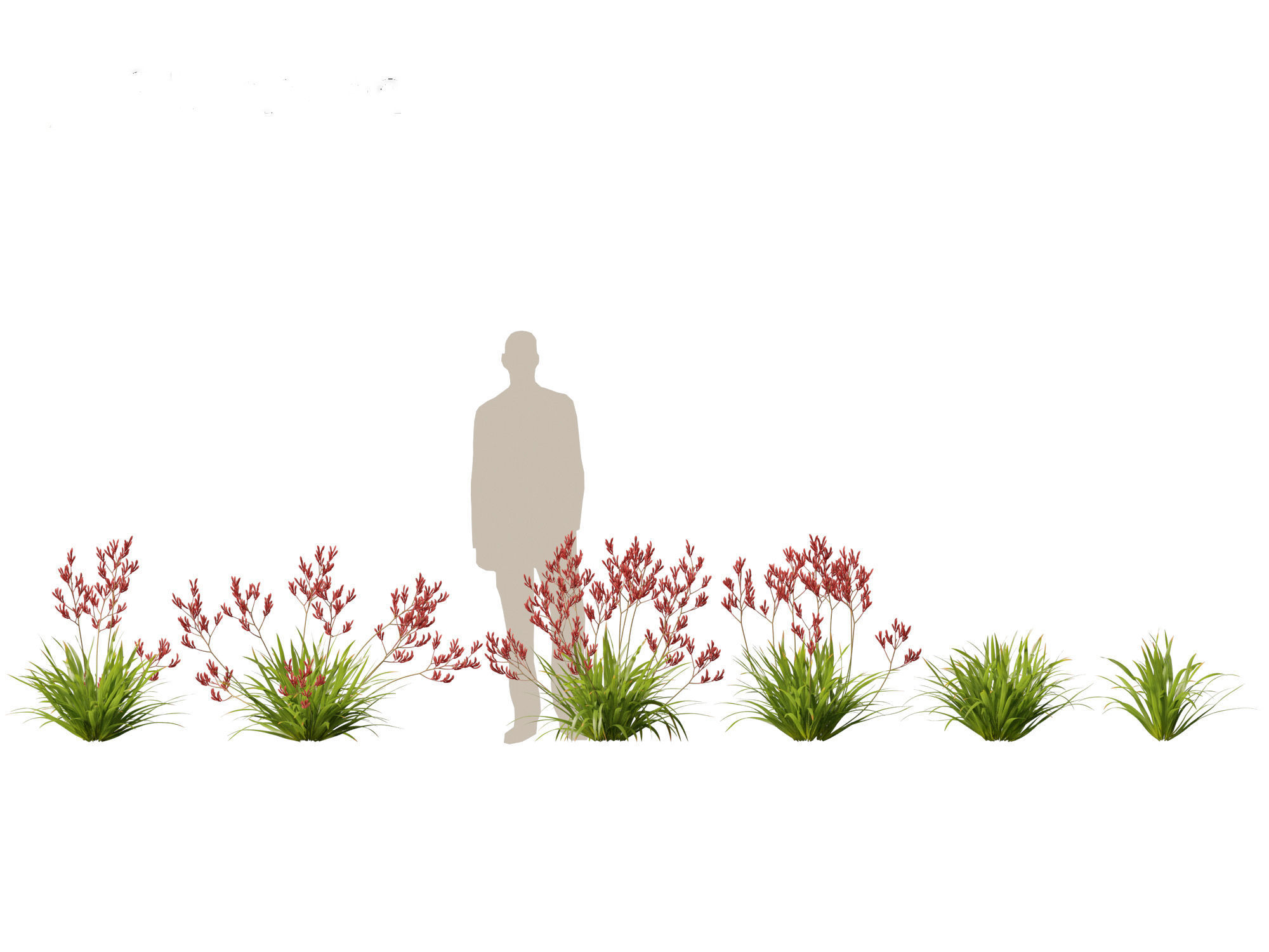 Anigozanthos flavidus - Evergreen kangaroo paw  3D model_1