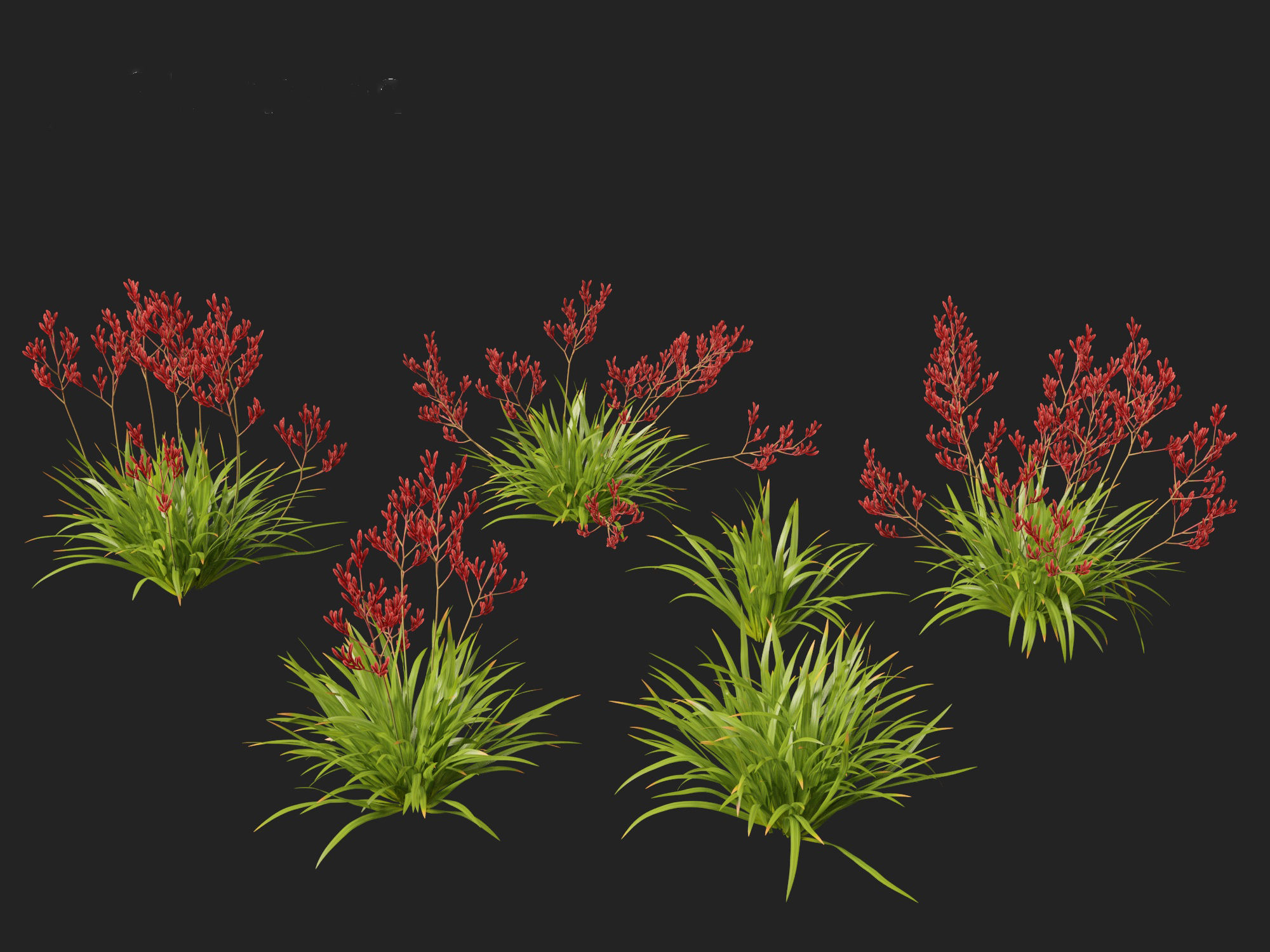Anigozanthos flavidus - Evergreen kangaroo paw  3D model_7