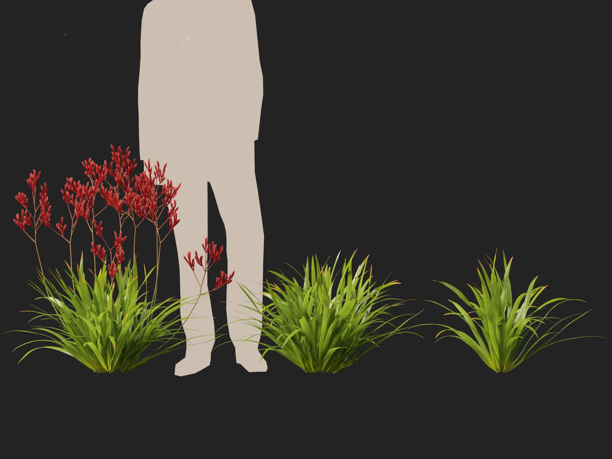 Anigozanthos flavidus - Evergreen kangaroo paw  3D model_6