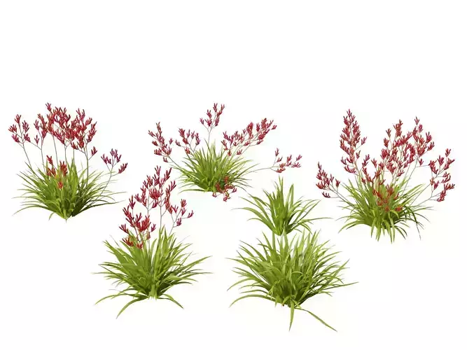 Anigozanthos flavidus - Evergreen kangaroo paw  3D model