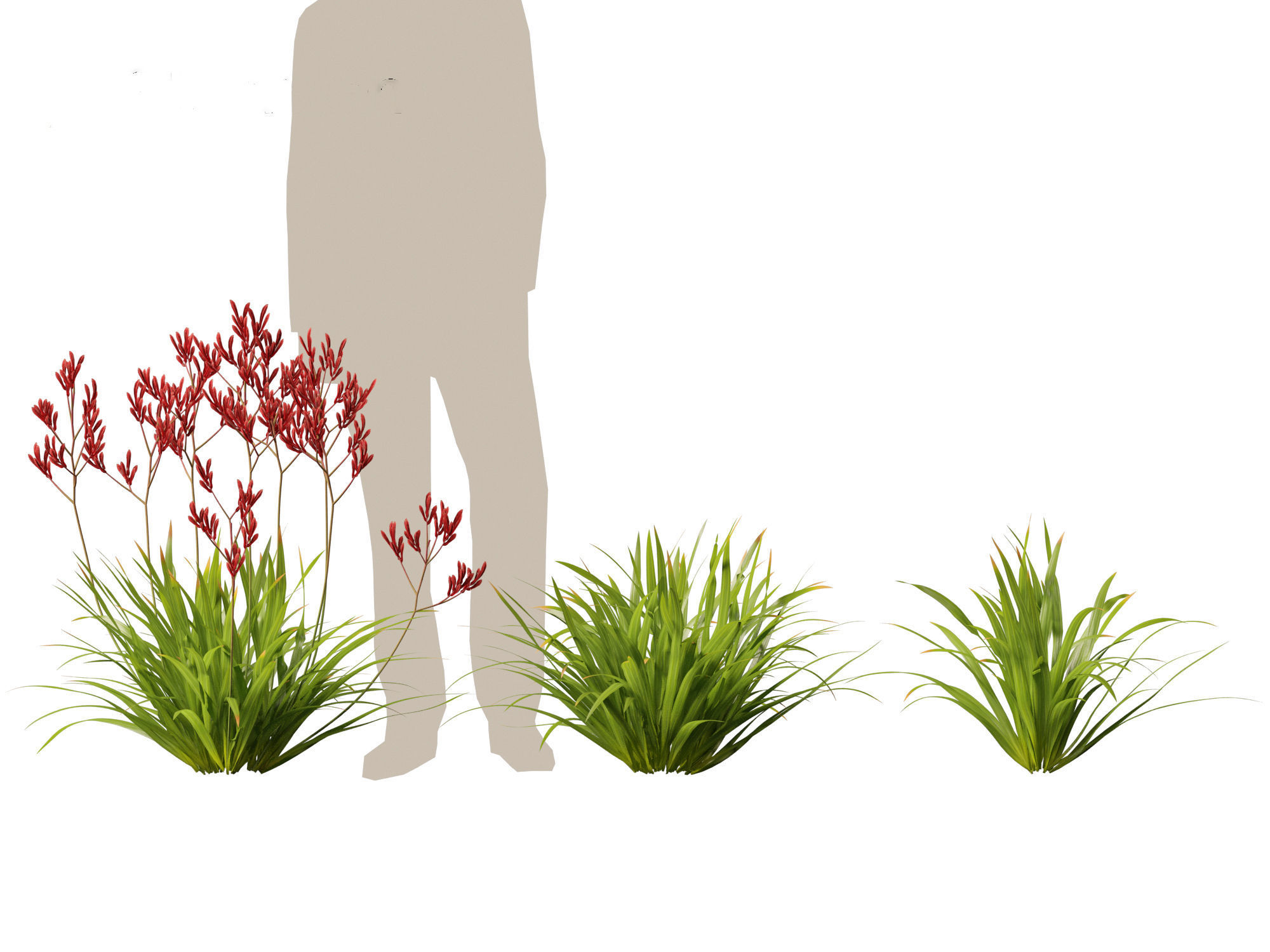 Anigozanthos flavidus - Evergreen kangaroo paw  3D model_5