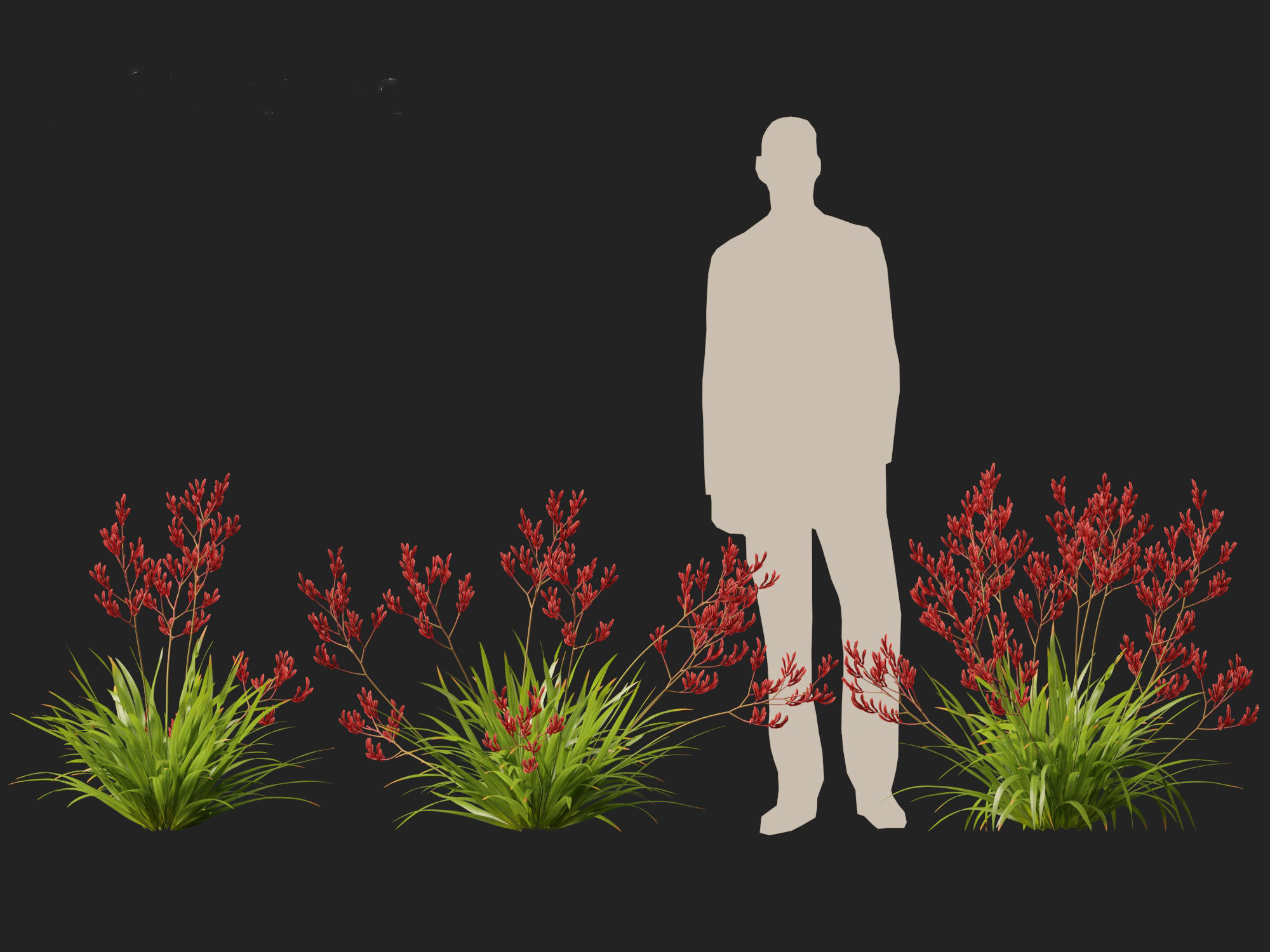 Anigozanthos flavidus - Evergreen kangaroo paw  3D model_4