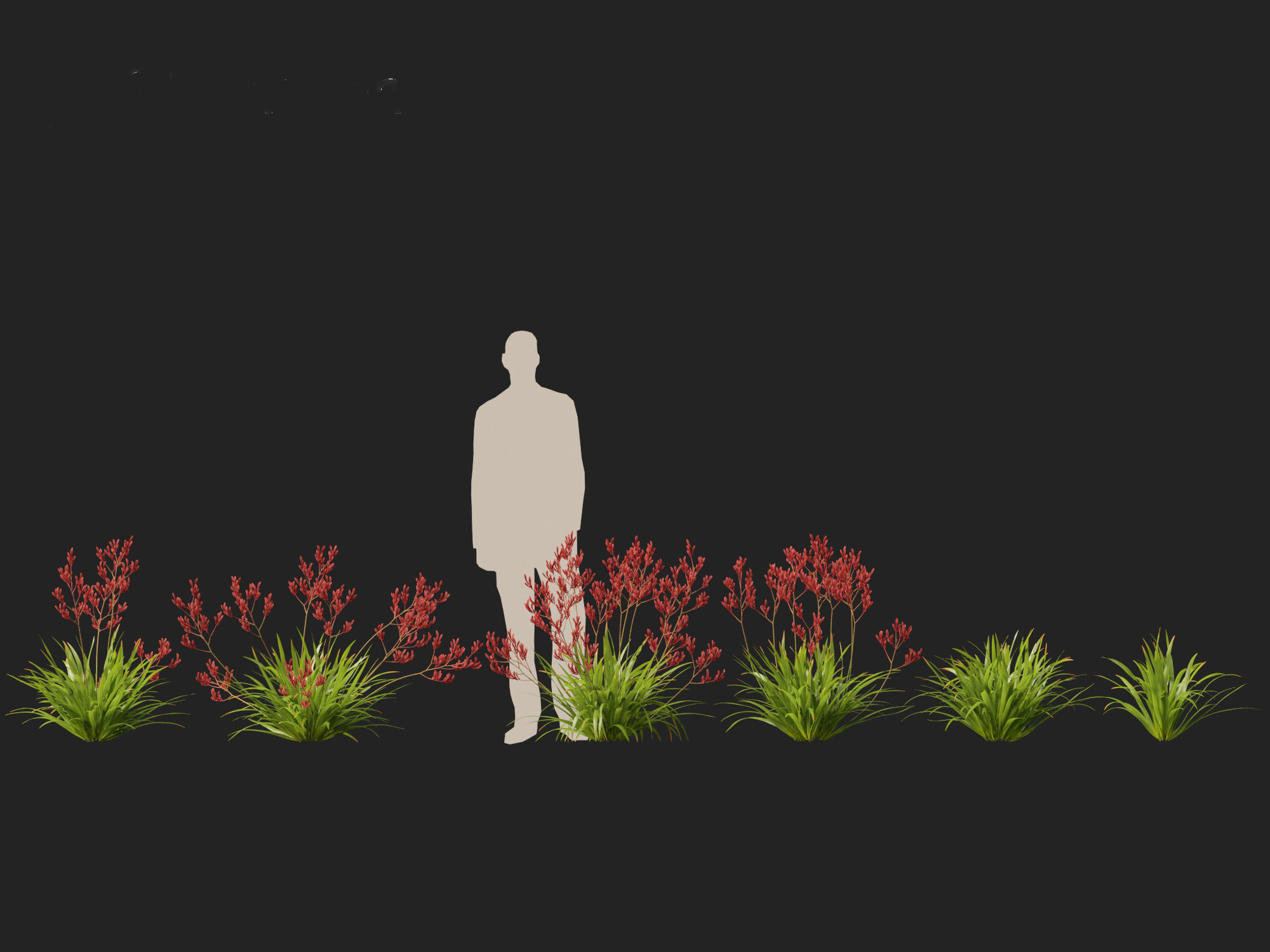 Anigozanthos flavidus - Evergreen kangaroo paw  3D model_2