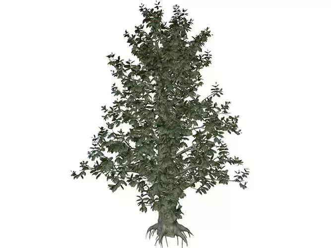 Southern Magnolia Tree - 01 -