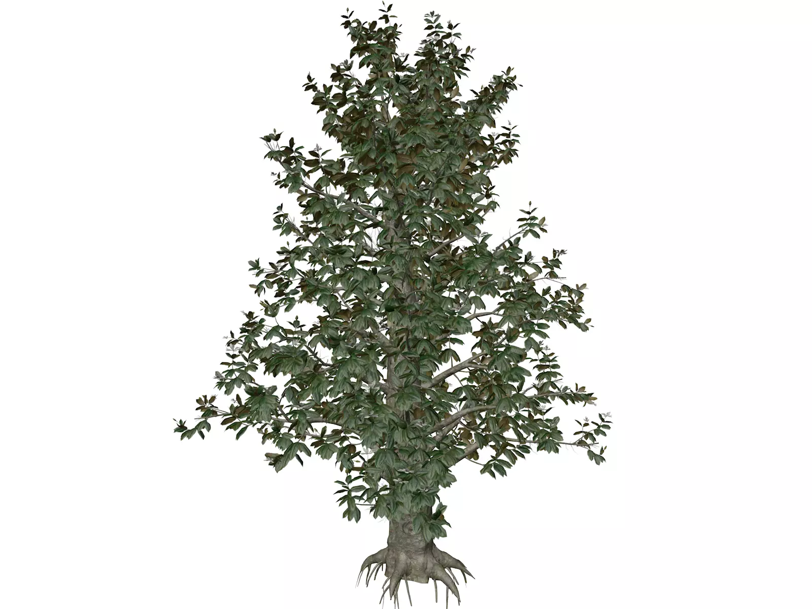 Southern Magnolia Tree - 01 - 3D model