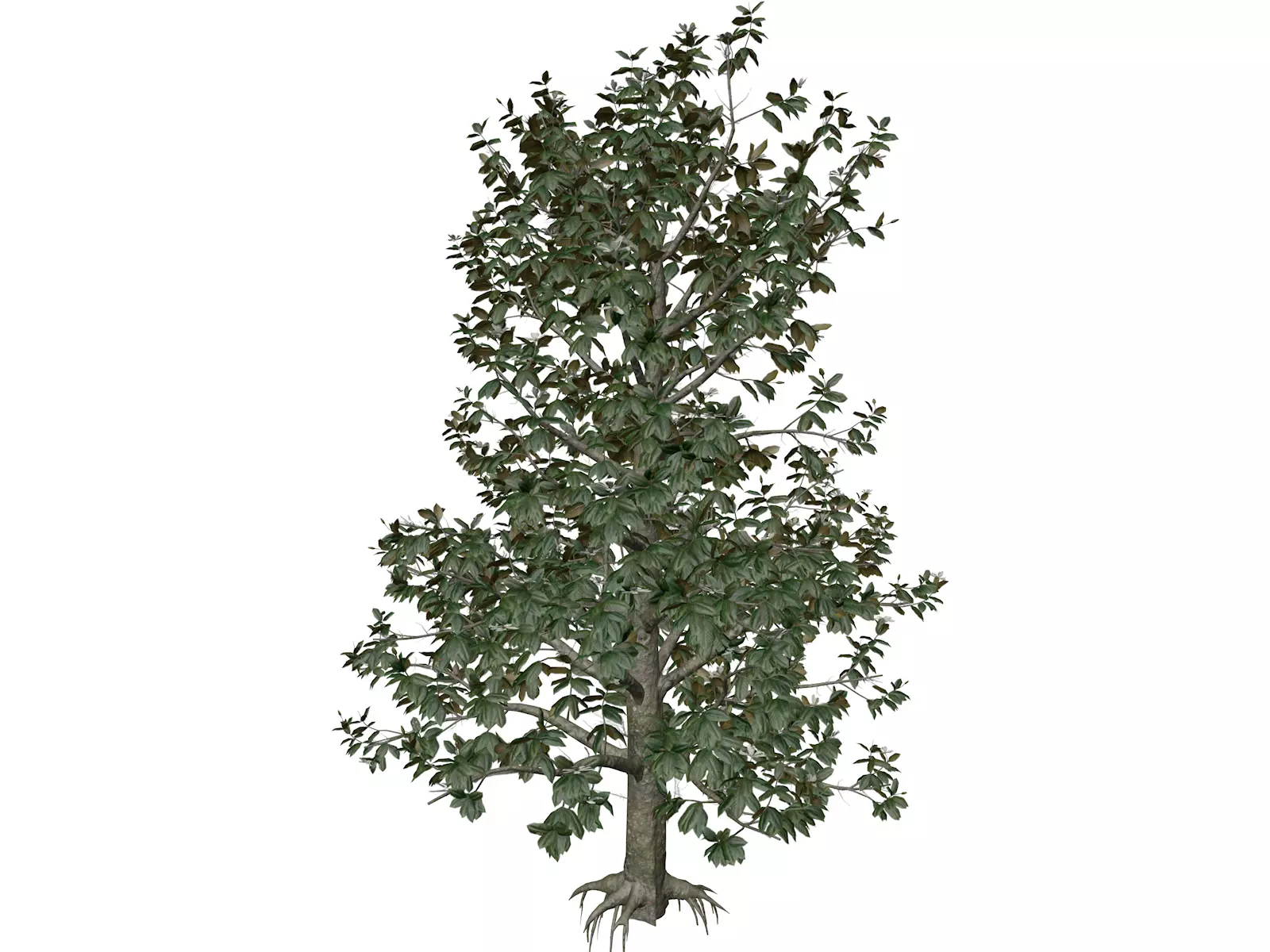 Southern Magnolia Tree - 02 - 3D model_0