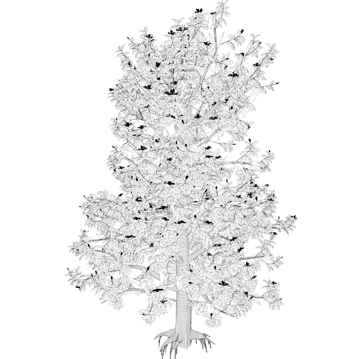 Southern Magnolia Tree - 02 - 3D model_2