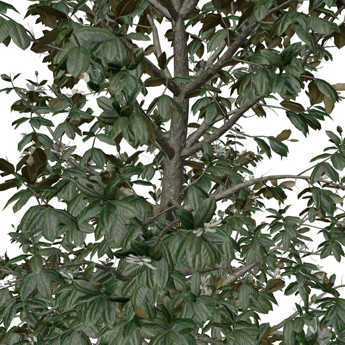 Southern Magnolia Tree - 02 - 3D model_3