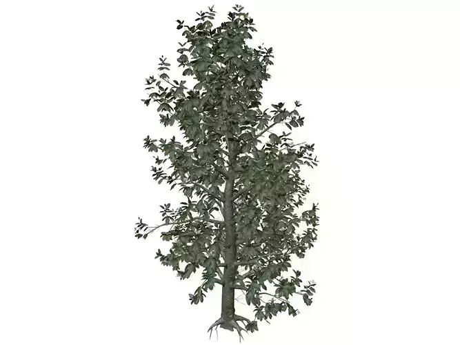 Southern Magnolia Tree - 03 -